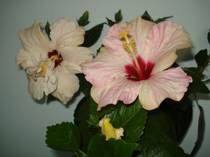DSC00251 - HIBISCUS 2015