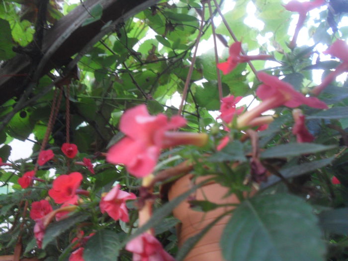 SAM_3323 - Toamna2014