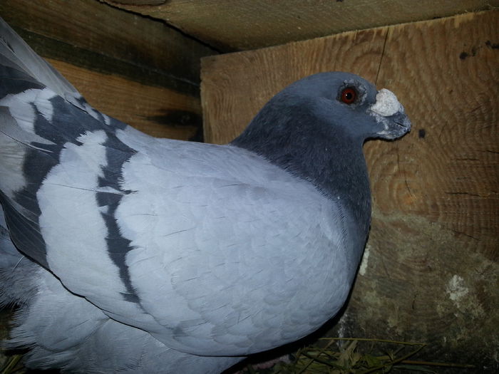 m2014 - PORUMBEI DRAGONI