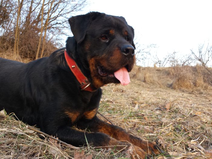 2015-03-09 17.28.02 - 2 Rottweiler Talie Uriasa de vanzare