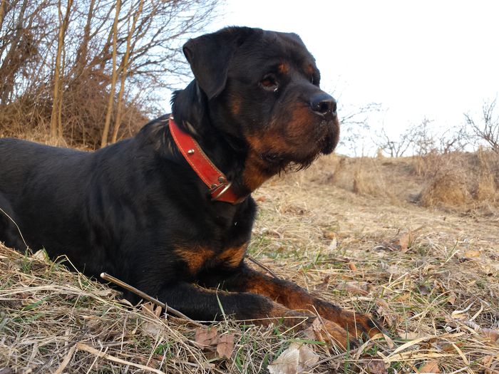 2015-03-09 17.28.06 - 2 Rottweiler Talie Uriasa de vanzare