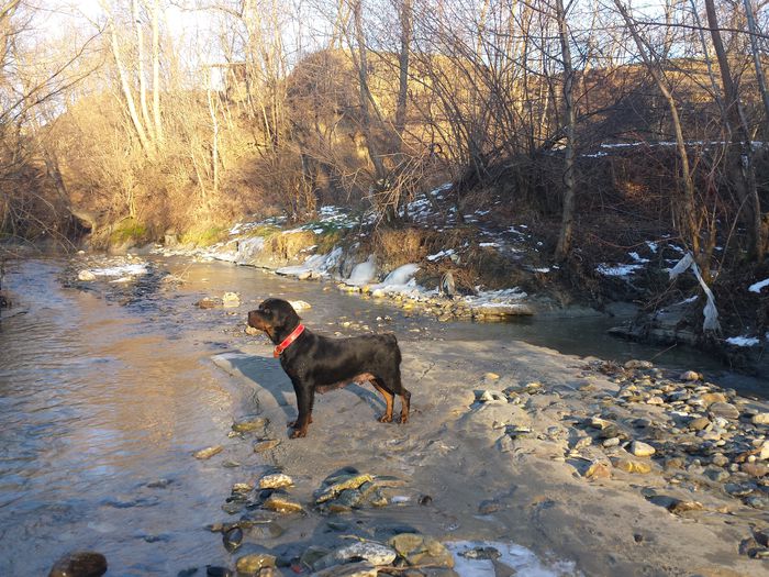 2015-01-16 15.34.52 - 2 Rottweiler Talie Uriasa de vanzare