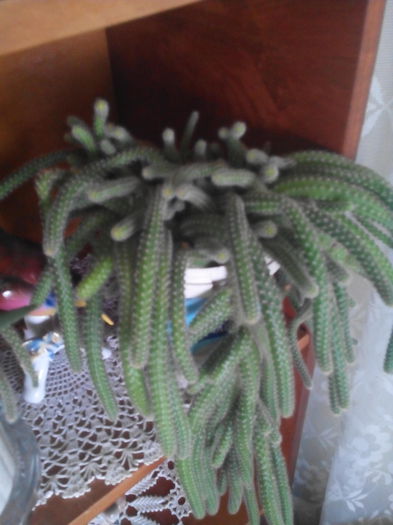 cactus - Cactusi suculente si alte plante