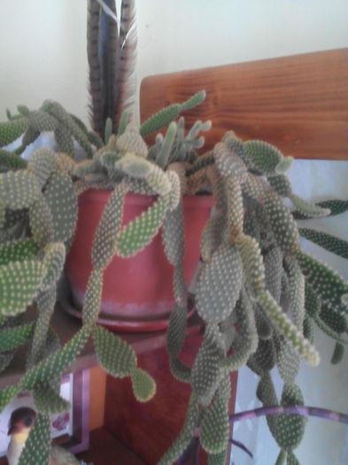 limba soacrei 2 - Cactusi suculente si alte plante