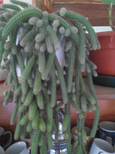 IMG_20150414_181143 - Cactusi suculente si alte plante