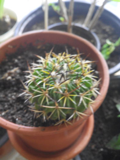cactus - Cactusi suculente si alte plante