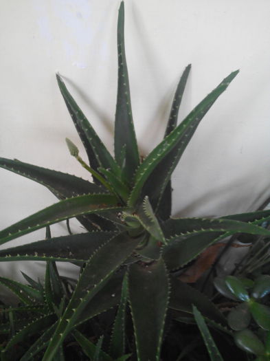aloe vera cu boboc