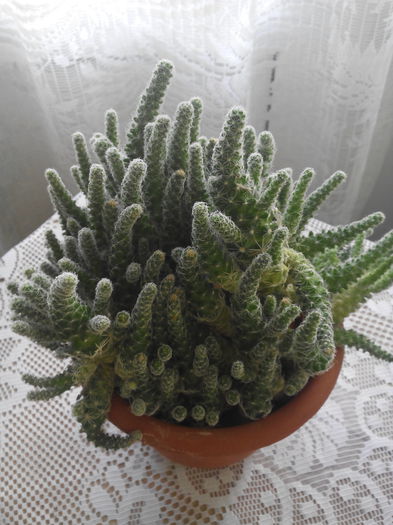 cactus soricel - Cactusi suculente si alte plante