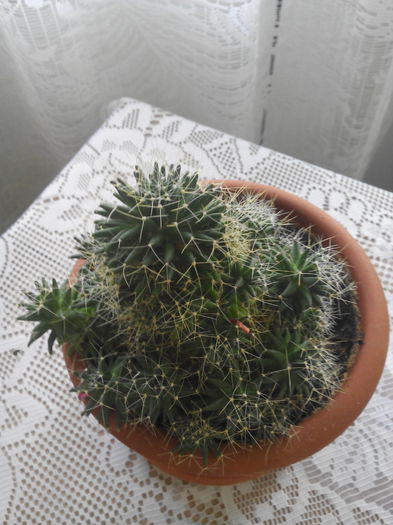 cactus suculent - Cactusi suculente si alte plante