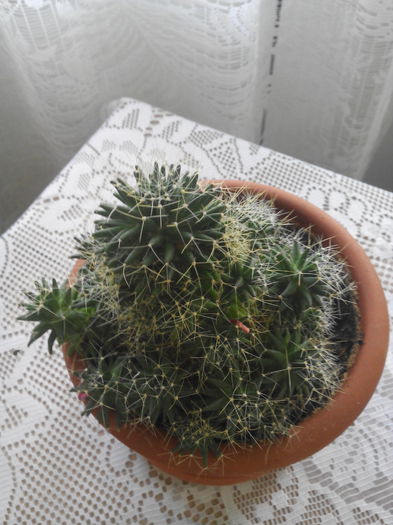 cactus suculent