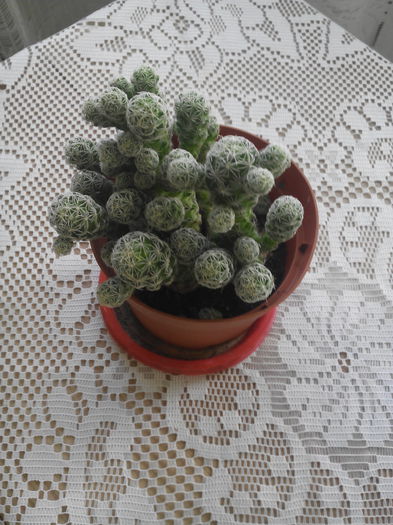 IMG_20150414_180832 - Cactusi suculente si alte plante