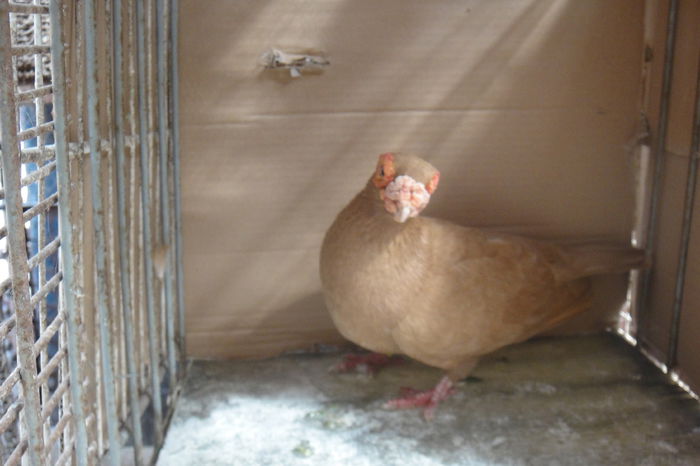 tot el - Indian englez si german