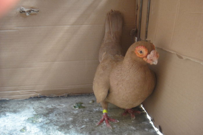 M 2011 - Indian englez si german