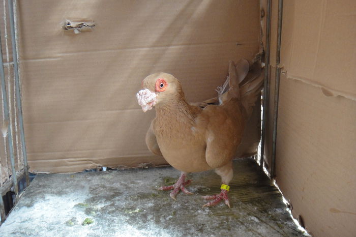 F 2011 - Indian englez si german