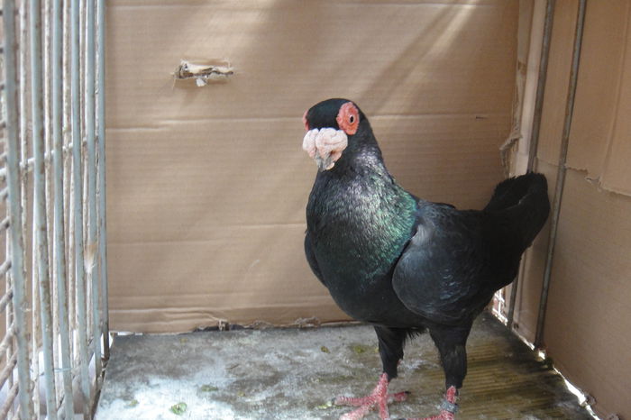 tot el - Indian englez si german