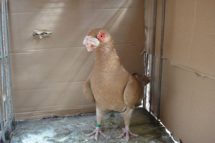 M 2013 - Indian englez si german