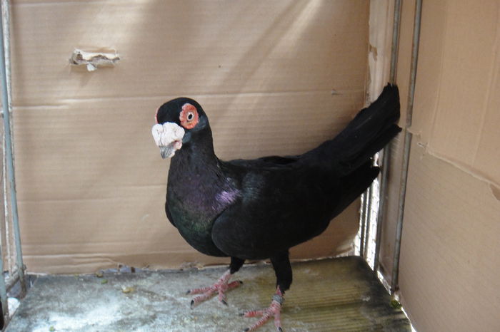 tot el - Indian englez si german