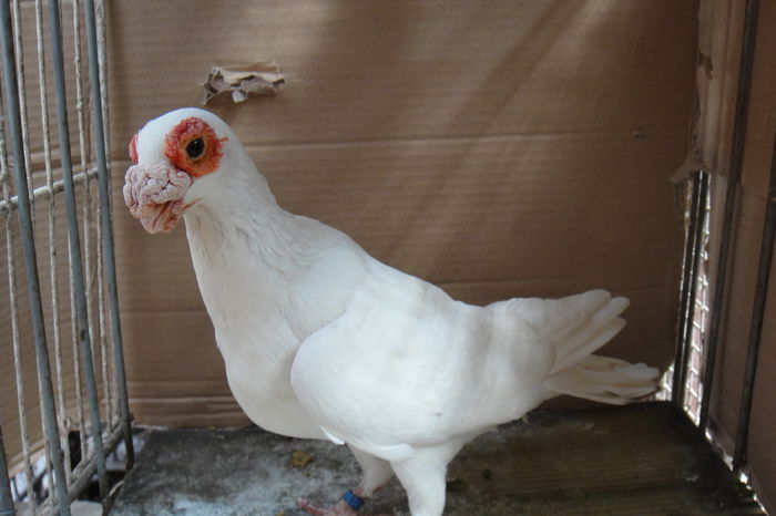 tot el - Indian englez si german