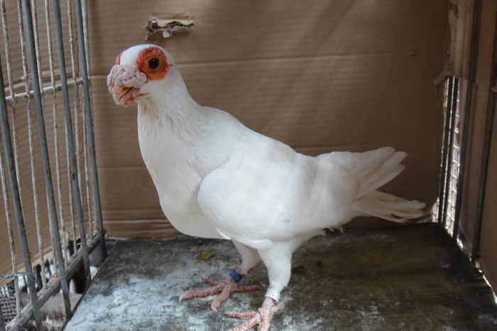 tot el - Indian englez si german