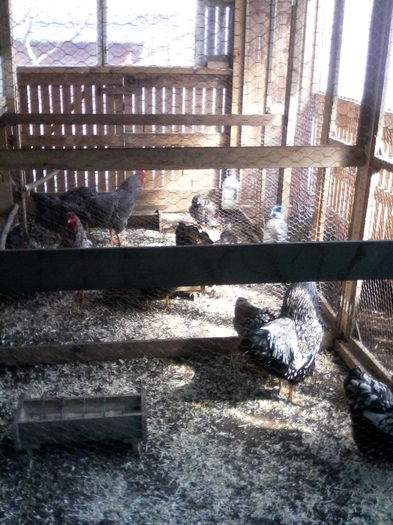 IMG_20150404_122925 - ADAPOST PASARI