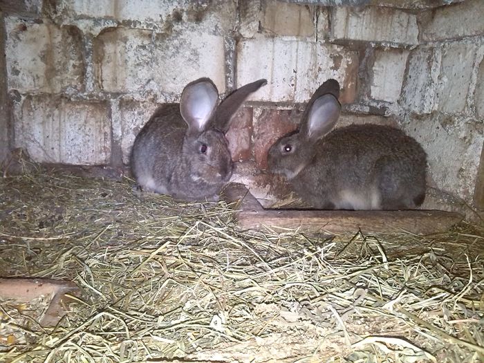 2 FEMELE DE 10 SAPTAMANI