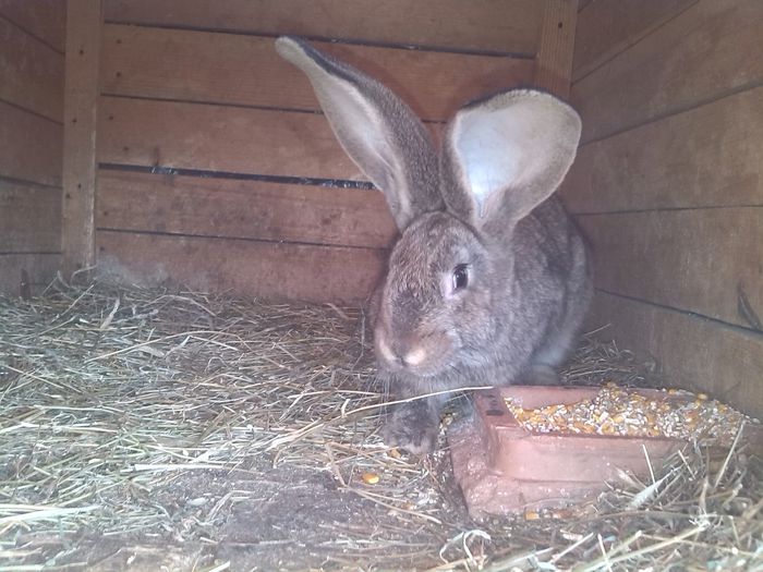 MASCUL NR 2 10 SAPTAMANI