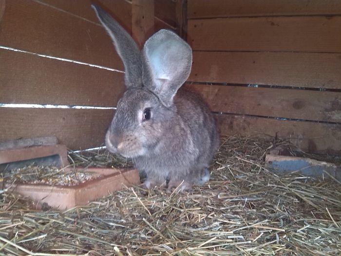 FEMELA NR 2 10 SAPTAMANI