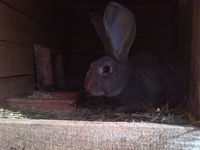 FEMELA NR 3 10 SAPTAMANI