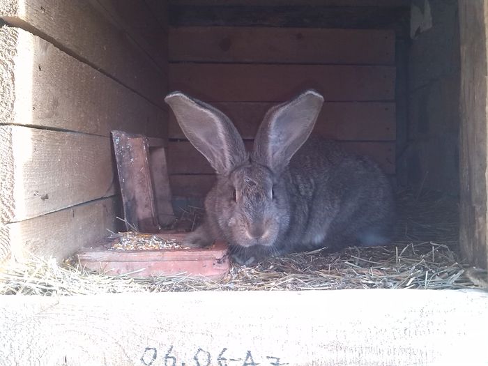 FEMELA NR 4 10 SAPTAMANI