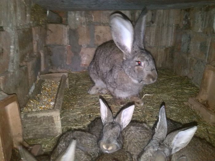 FEMELA 1,5 ANI CU 7 PUI DE 1 LUNA