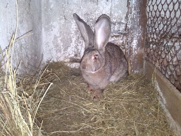 CUIB DE 10 ZILE CU 5 PUI