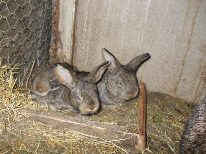 PRIMII PUI UGG 2015 SUNT 4 AU 22 ZILE...