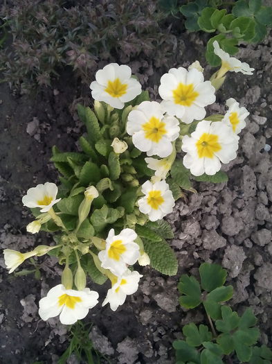  - 2015 Flori in  gradina