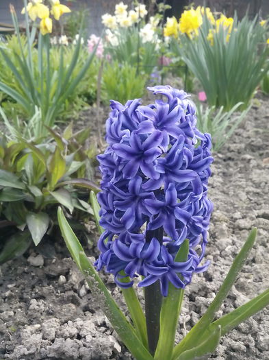  - 2015 Flori in  gradina