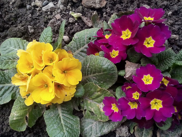  - 2015 Flori in  gradina