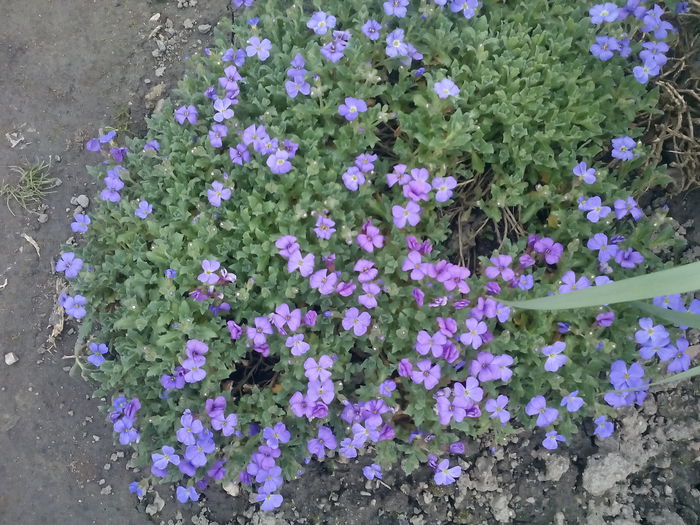  - 2015 Flori in  gradina