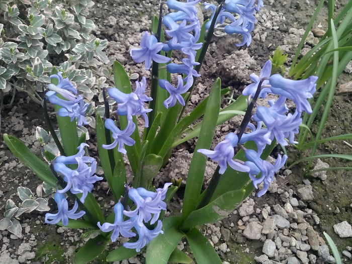  - 2015 Flori in  gradina