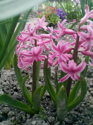  - 2015 Flori in  gradina