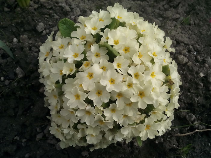  - 2015 Flori in  gradina