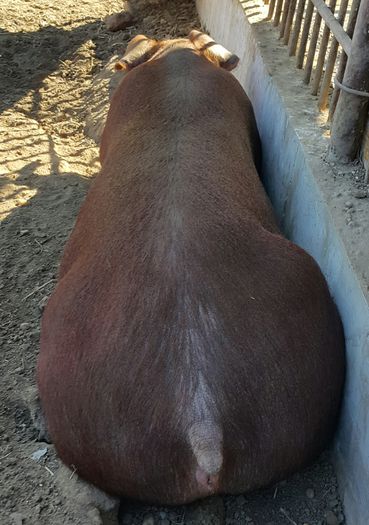 2015-04-11 20.01.27 - Scrofite Duroc la 4 luni