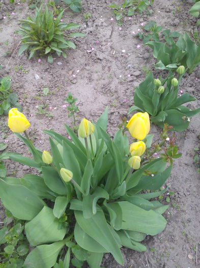 uite aproape am inflorit