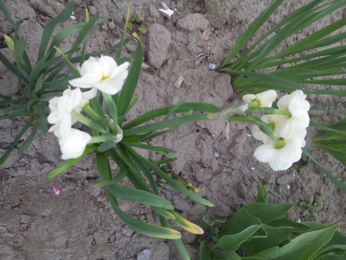 suntem foarte parfumate