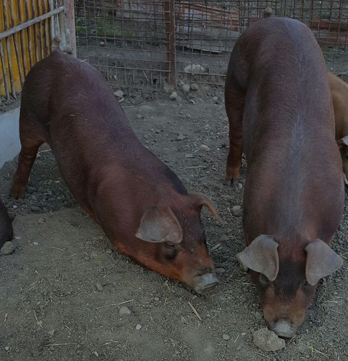 2015-04-11 20.02.04 - Scrofite Duroc la 4 luni