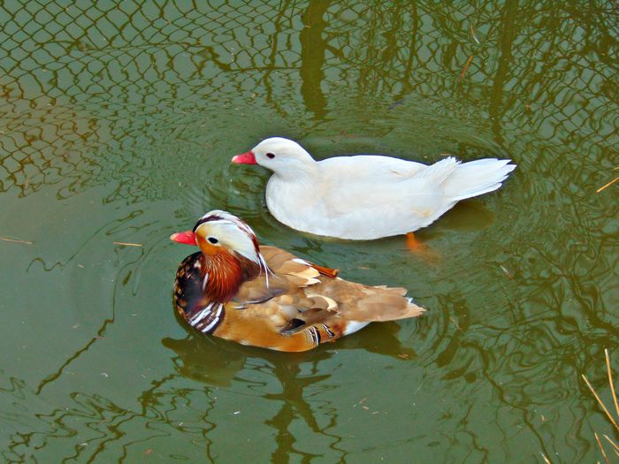 rate mandarine galbene