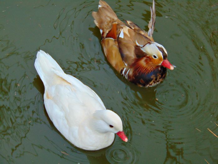 rate mandarine galbene