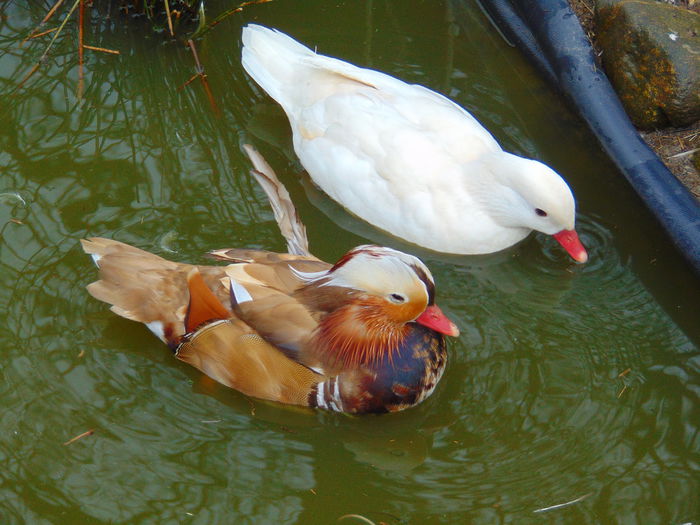 rate mandarine galbene