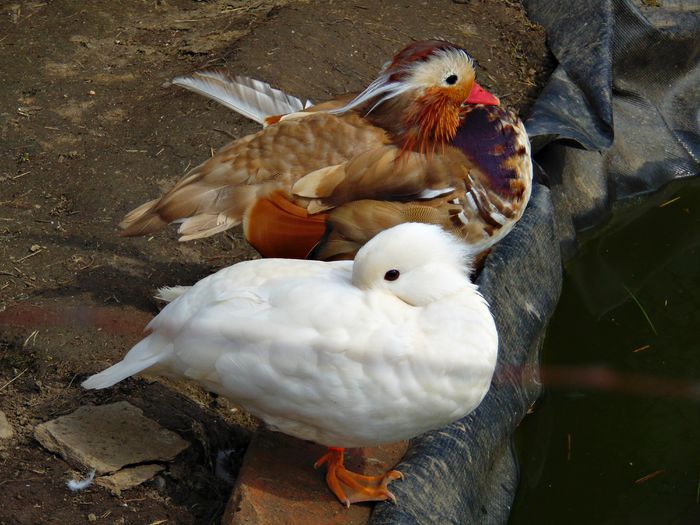 rate mandarine galbene