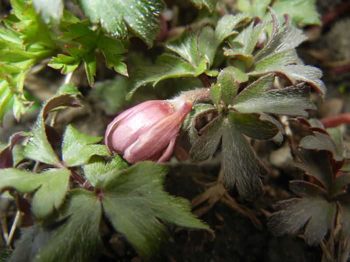 Anemone Blue Shades (2015, April 08) - Anemone Blue Shades