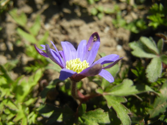 Anemone Blue Shades (2015, April 11) - Anemone Blue Shades