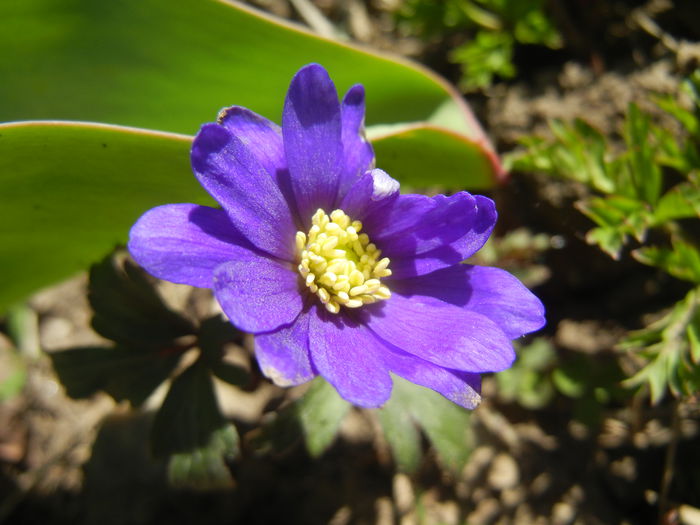 Anemone Blue Shades (2015, April 11) - Anemone Blue Shades